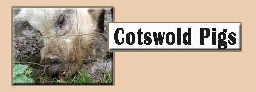 Cotswold Pigs