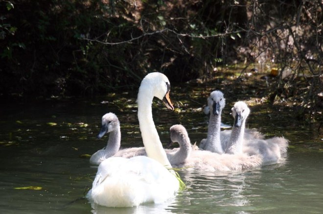 Swans on the Thames