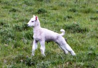 Bibury Lamb