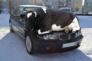 Cow on the Car