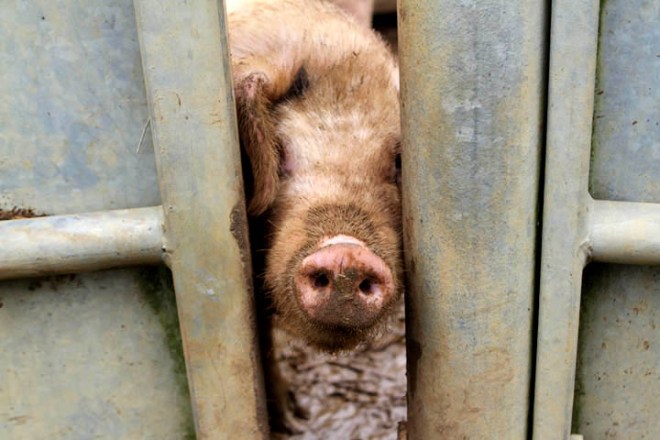 I've Gotta lose weight