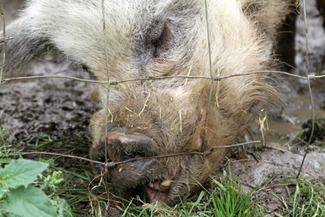 The Grass is always Greener