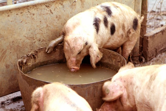 This Drink's on me, Boys