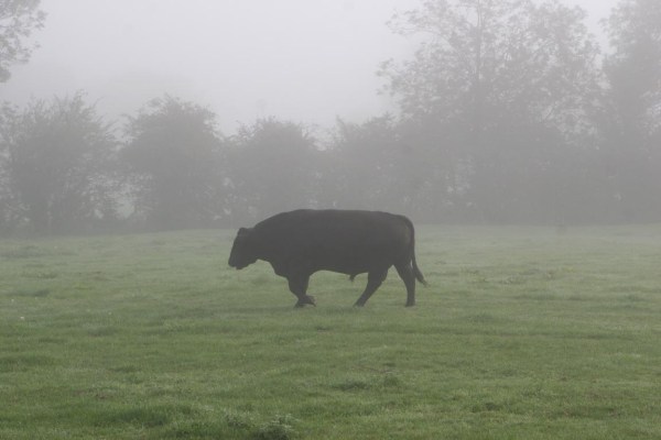 Misty Cows 4